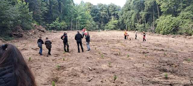 wald1.jpg